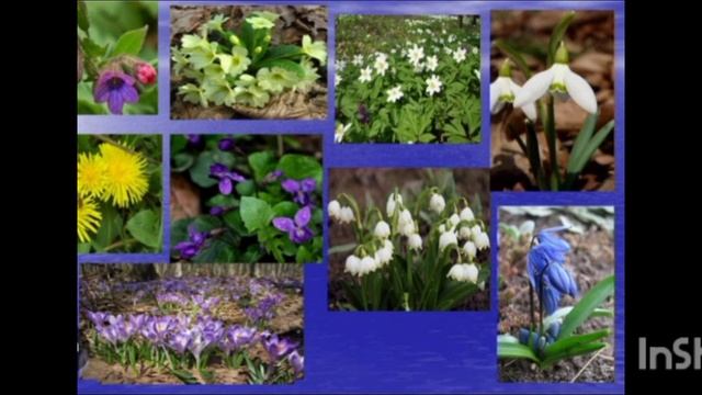 д/гра ,, Назви одним словом", " Мешконці лісу" смотреть онлайн