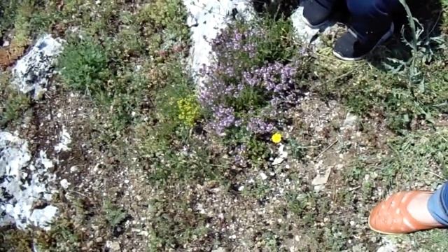 Чабрец в Крыму смотреть онлайн