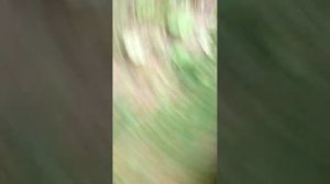 Пьяные девочки