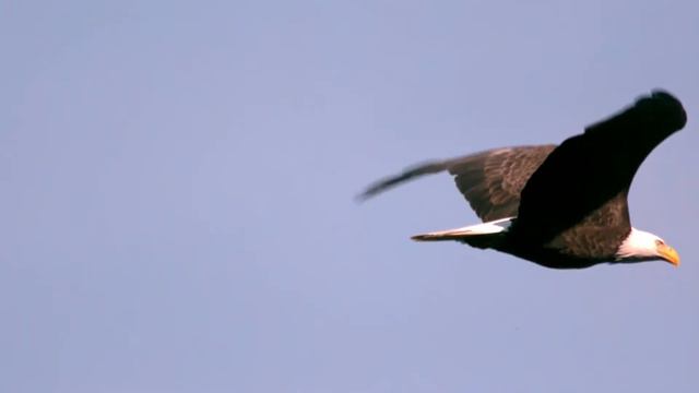 Musica Instrumental Andina, Peruana.. Flauta de Pan 🎵🎵 смотреть онлайн