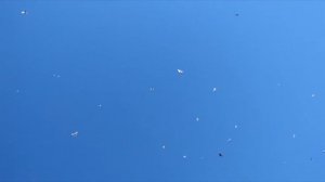 Полет голубей Максима в Ярославской обл г.Ростов Великий!