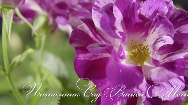 Роза "Purple splash" - Питомник "Сад Вашей Мечты" (R-556) смотреть онлайн