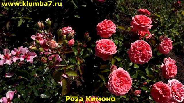 ТОП 3. Розы флорибунда! Лидеры по цветению! Лучшие и проверенные сорта для средней полосы России! смотреть онлайн