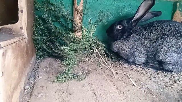 Елка и сосна кроликам.Бесплатные витамины и отличный корм.Кролики бельгийские великаны - фландр. смотреть онлайн