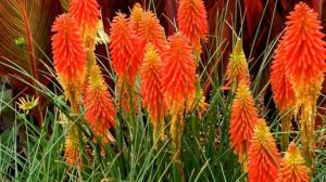 Книфофия — посадка и уход в открытом грунте