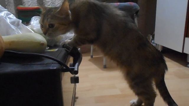 Какой овощ выбрать? Кошка Ромашка.