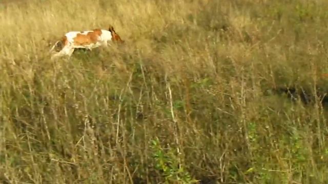 ОХОТА Щенки в 3,5 месяца работают по перепелу