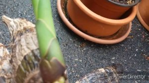 ОРХИДЕЯ ЦИМБИДИУМ. Размножение.