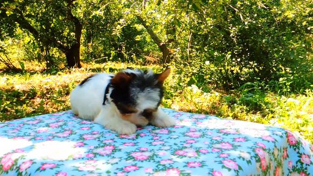 dev1 смотреть онлайн