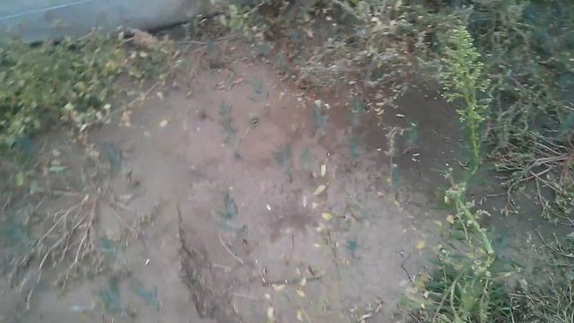 Посадка туй семенами в открытый грунт смотреть онлайн