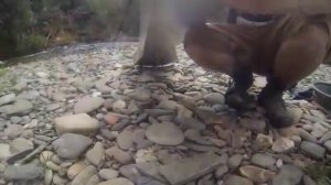 Австралия.Поиски золота. Работа с тарелкой и слюйсом Australia gold panning.