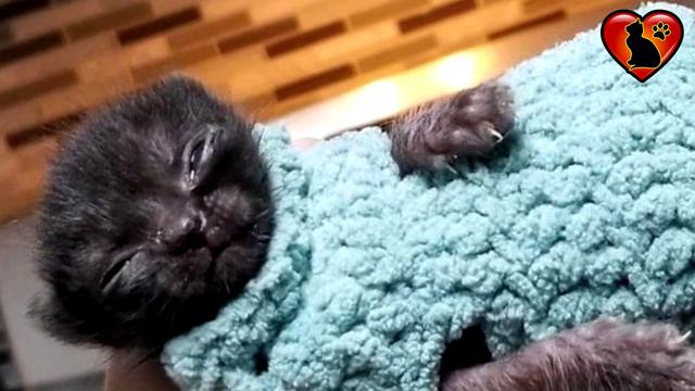 По улице ползал слепой котенок размером с ладошку. смотреть онлайн