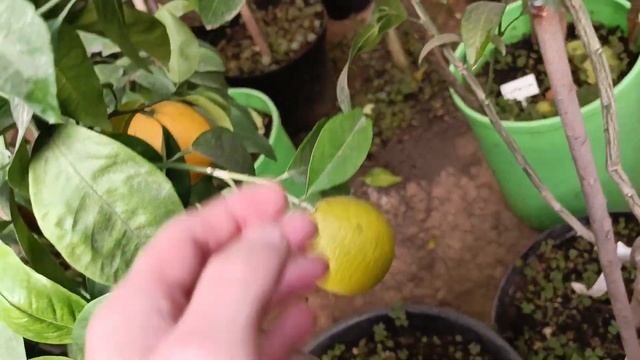 Дозрівання цитрусовіх в теплиці. смотреть онлайн
