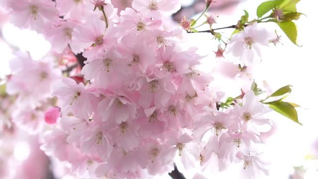 Mindfulness Meditation For Inner Peace | Love 432Hz | Ancient Frequency Music | Energy Healing смотреть онлайн