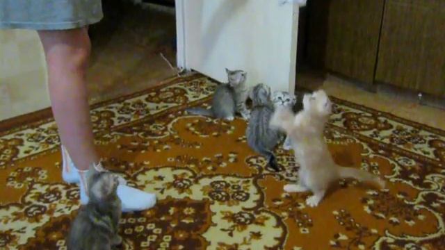 Шотландские котятки смотреть онлайн