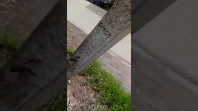 Расклейщик рассказал кто и сколько ему платит... смотреть онлайн