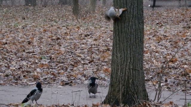 О белках и воронах  А ещё вороны научились есть семечки