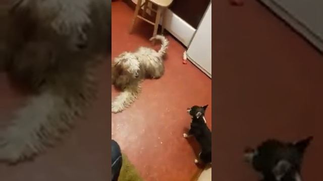 Китайские хохлатые, собачий флирт чистой воды! Убедитесь сами! смотреть онлайн