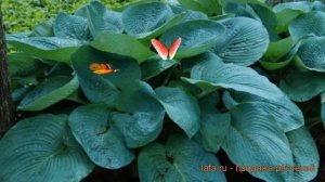 Хоста гибридная Биг Дэдди (hosta hybrida big daddy) ? обзор: как сажать, саженцы хосты Биг Дэдди