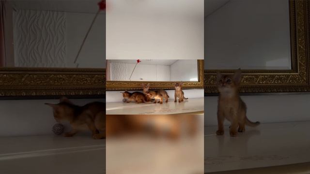 Абиссинские котята, мальчики и девочка смотреть онлайн