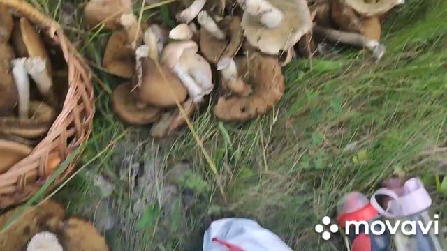 Нашли грибочек почти на 1 кг. смотреть онлайн