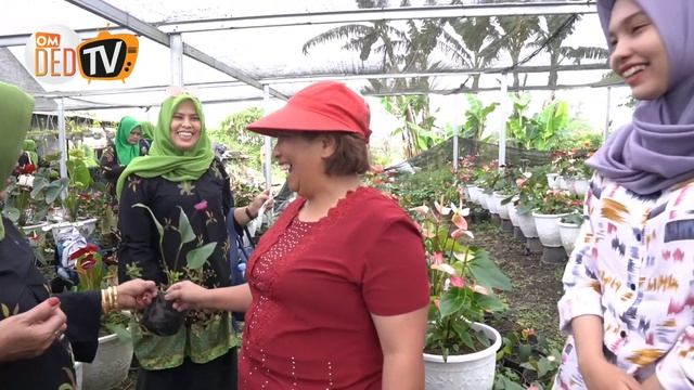 Plant Tour, Rombongan Pecinta Tanaman Aceh Ke Kebun Anthurium Berastagi | omded tv jln - jln #161 смотреть онлайн