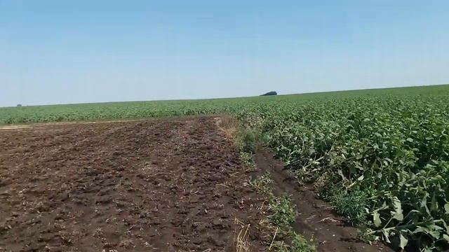 "Ураган унёс урожай!!!" смотреть онлайн