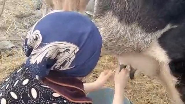 Сиыр сауу. Ауыл өмірі. Как доить корову руками?