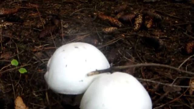 светящиеся лесные шампиньоны