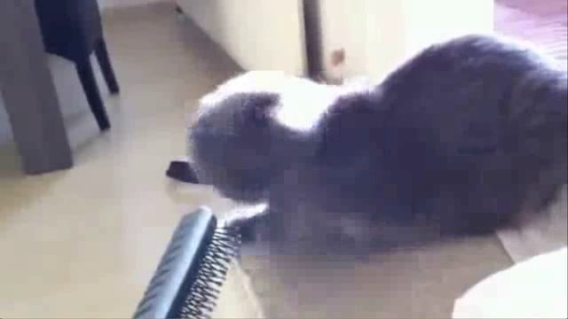 Мяу-кис и Никита смотреть онлайн