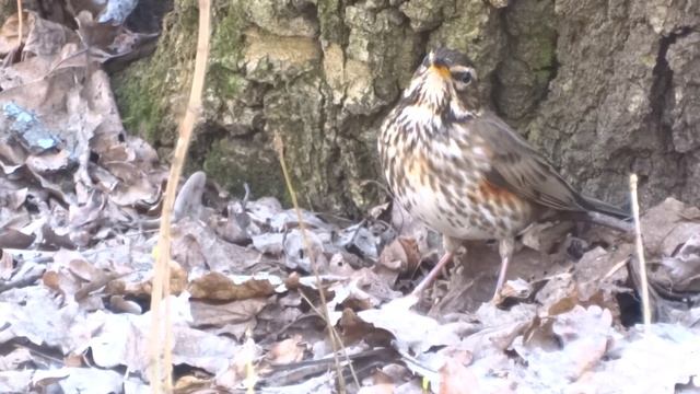 Дрозд-белобровик. ( Turdus iliacus ) смотреть онлайн