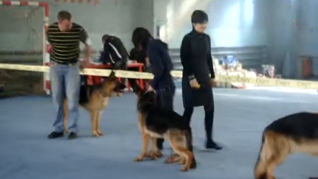 немецкая овчарка ЗООМИР 6-04-13