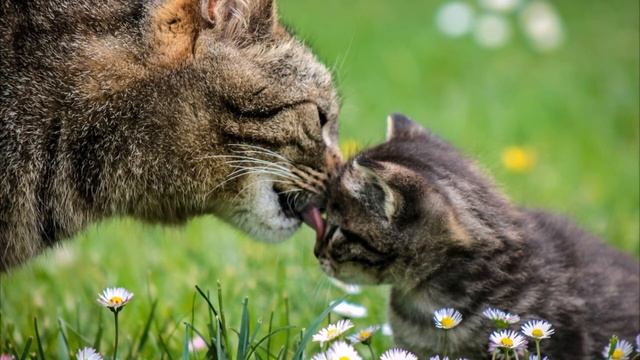 Классическая музыка для детей. смотреть онлайн