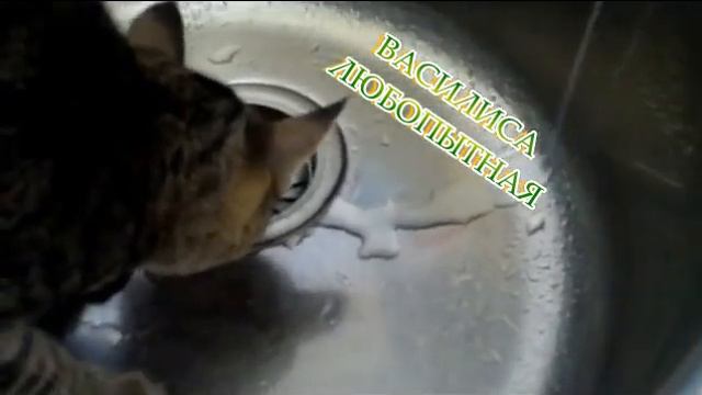 КОШКА ИГРАЕТСЯ С ВОДОЙ смотреть онлайн