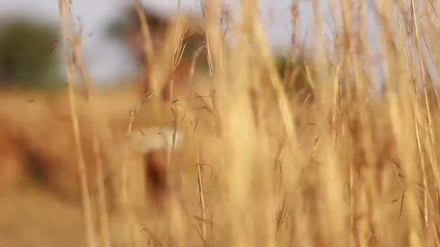 Master KG   Jerusalema Ft  Nomcebo L African Ndebele Dance Challenge  #Jerusalema