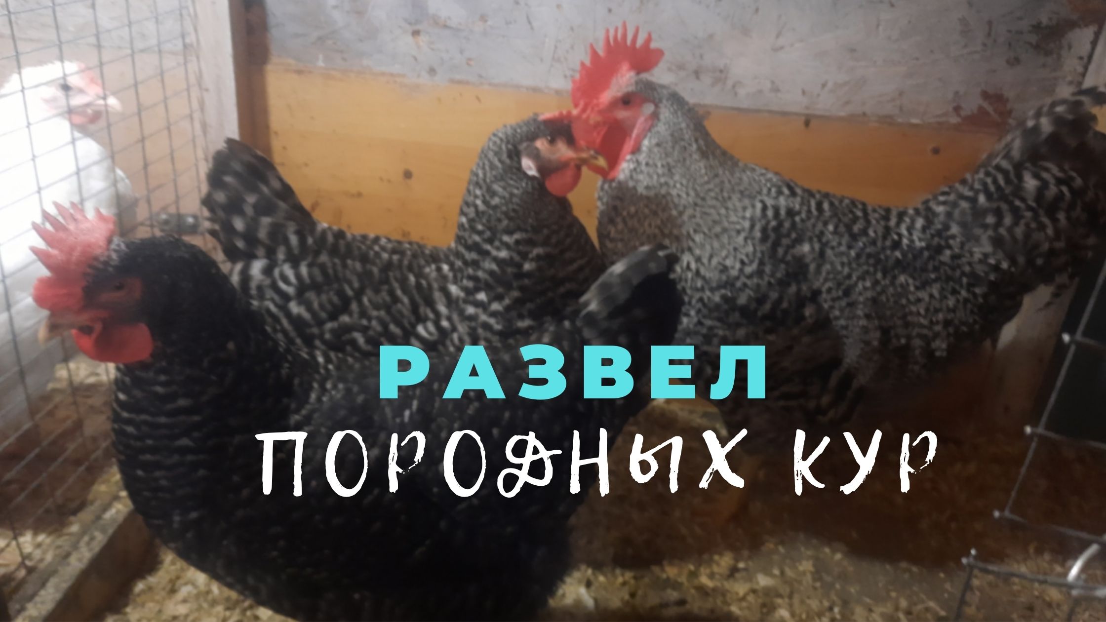 Породы кур на ферме. Зимние квартиры. смотреть онлайн