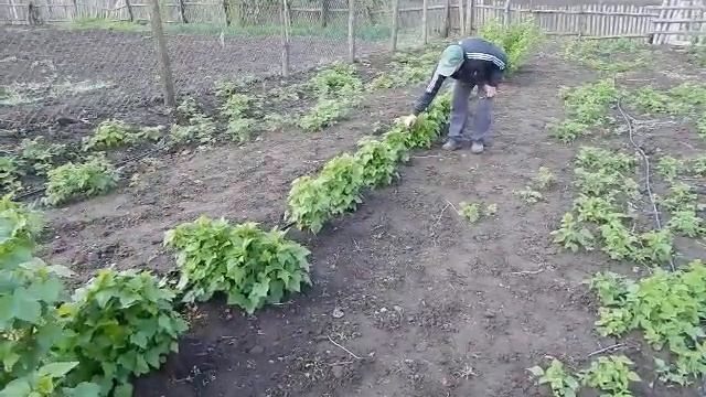 Черная смородина. Весна, цветение. смотреть онлайн