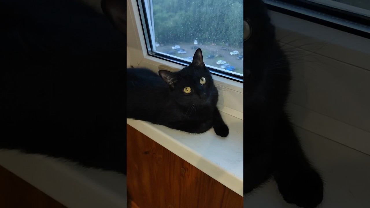 #shorts Наш новый житель. Знакомьтесь, наша Ася☺️ #котики #животные #кошки ☺️☺️ смотреть онлайн