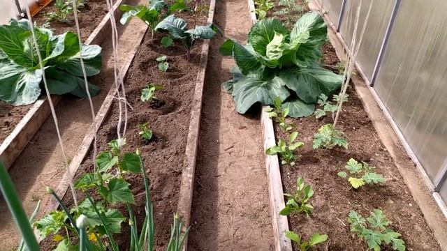 Капуста Крафт F1 смотреть онлайн