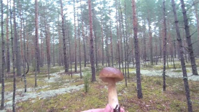 Когда в лесу нет грибов. смотреть онлайн