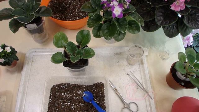 Фитильный полив для фиалок.Wick Watering African Violets смотреть онлайн