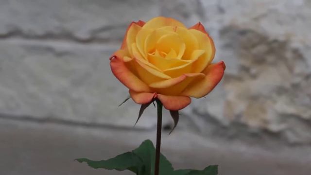 Beautiful Rio Samba rose .... смотреть онлайн