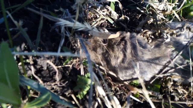 ?Живой слепыш/Как выглядит слепыш / Live blind man/What does a blind man look like смотреть онлайн