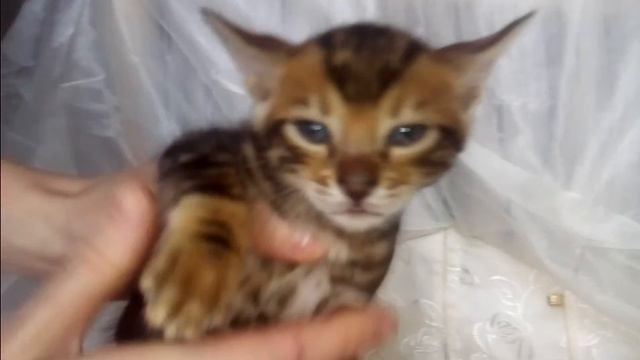Продаются бенгальские малыши от родителей чемпионов!Мраморного окраса! Д.р 20.02.2016г. смотреть онлайн
