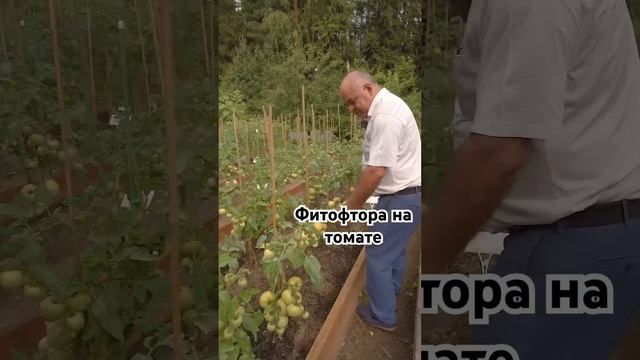 Фитофтороз в открытом грунте! Можно ли спасти урожай томатов?  #дача #сад #семена #огород #фитофтор