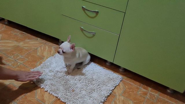 ЗАБАВНЫЙ МИШКА смотреть онлайн