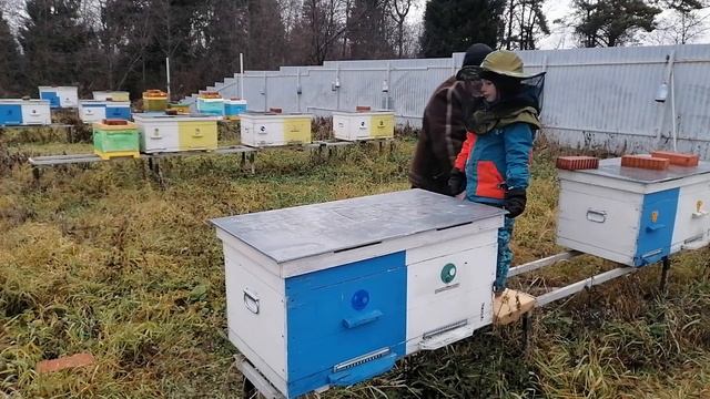 ? Советы для начинающих пчеловодов по улью лежак 2021 ? смотреть онлайн
