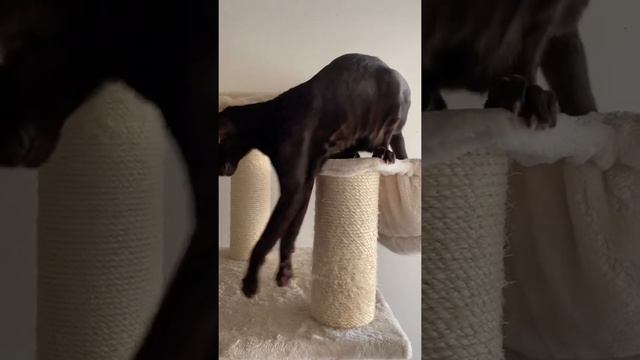 Сонная ориентальная кошка?⬛?l Кай проснулся | Ушастый котик? смотреть онлайн