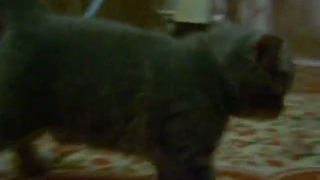 Британский котенок (помесь с экзотом) смотреть онлайн