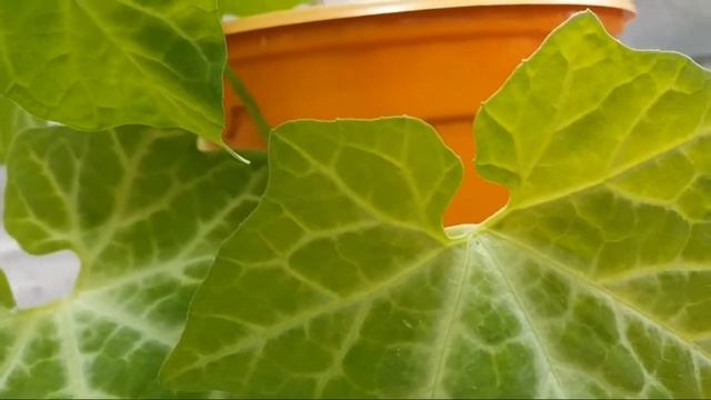 Кассабанана: начало смотреть онлайн